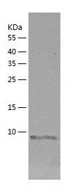    Sumo 2 / Recombinant Human Sumo 2