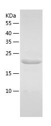    RPS7 / Recombinant Human RPS7