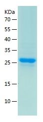    YWHAE / Recombinant Human YWHAE