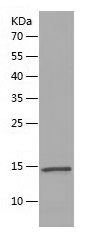    Sm-E / Recombinant Human Sm-E