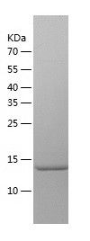    SNRPD2 / Recombinant Human SNRPD2