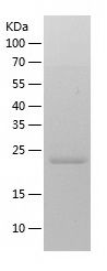    Rab11A / Recombinant Human Rab11A