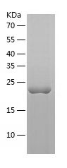    RHOB / Recombinant Human RHOB