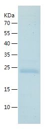    RAP1A / Recombinant Human RAP1A