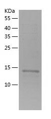    RPS24 / Recombinant Human RPS24