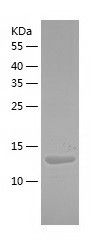    RPL31 / Recombinant Human RPL31