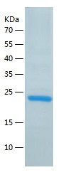    Cyclophilin A / Recombinant Human Cyclophilin A