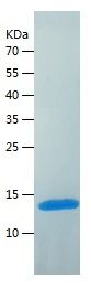    FKBP12 / Recombinant Human FKBP12