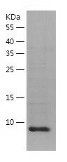 Recombinant Mouse VAMP2