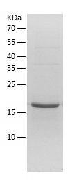 Recombinant Mouse FGF17