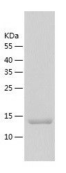    UBE2I / Recombinant Human UBE2I