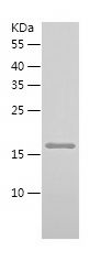 Recombinant Mouse RALA