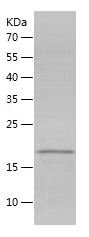    Histone H3 / Recombinant Human Histone H3