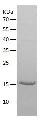    Hemoglobin subunit gamma 2 / Recombinant Human Hemoglobin subunit gamma 2