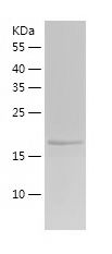 Recombinant Mouse RKIP