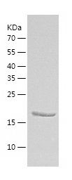    RAIDD / Recombinant Human RAIDD