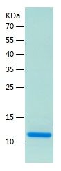    MCP2 / Recombinant Human MCP2