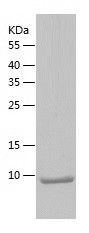    MCP3 / Recombinant Human MCP3