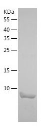    NUCB2 / Recombinant Human NUCB2