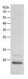    BD-3 / Recombinant Human BD-3