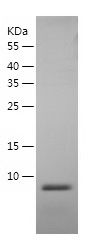 Recombinant Mouse beta 2 Defensin