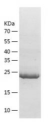    htrA4 / Recombinant Human htrA4