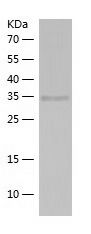    htrA4 / Recombinant Human htrA4