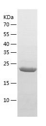    HtrA3 / Recombinant Human HtrA3