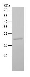    ARF1 / Recombinant Human ARF1