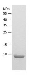 Recombinant Mouse Ccl21a