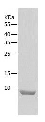 Recombinant Mouse Exodus 2