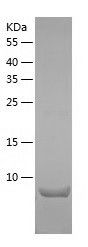 Recombinant Mouse CCL21