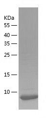 Recombinant Rat Eotaxin