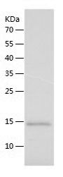    Cytochrome C / Recombinant Human Cytochrome C