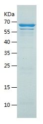    HSF1 / Recombinant Human HSF1