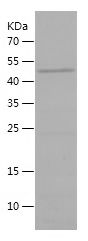 Recombinant Mouse Apolipoprotein A I