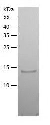 Recombinant Mouse VEGFA