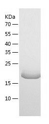 Recombinant Mouse HMGCR