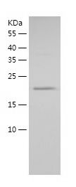    MYL7 / Recombinant Human MYL7