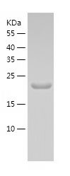    DR1 / Recombinant Human DR1