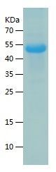    CDR2 / Recombinant Human CDR2