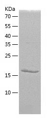    TAGLN / Recombinant Human TAGLN