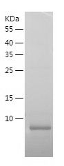    HRG beta 1 / Recombinant Human HRG beta 1