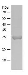 Recombinant Mouse Mast Cell Tryptase