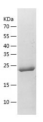    GSTM4 / Recombinant Human GSTM4