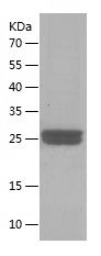 Recombinant Rat Trefoil Factor 3