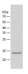    HSF2 / Recombinant Human HSF2