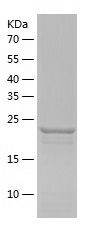    14-3-3 eta / Recombinant Human 14-3-3 eta