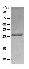    ZNF33A / Recombinant Human ZNF33A