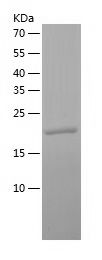    Peroxiredoxin 1 / Recombinant Human Peroxiredoxin 1